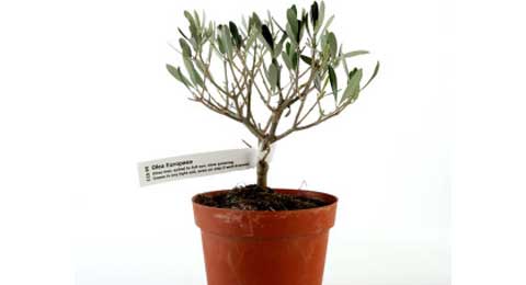 Self-Tie Plant Tag